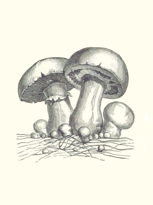 Обложка Acephalus