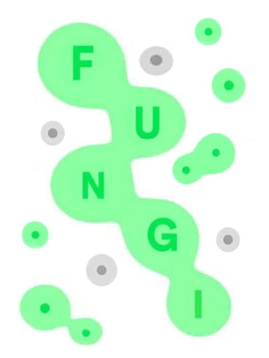 Обложка Fungi