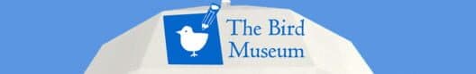 Обложка Bird Museum