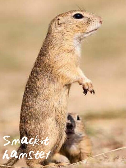 Обложка Smackit Hamster