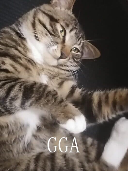 Обложка Gga