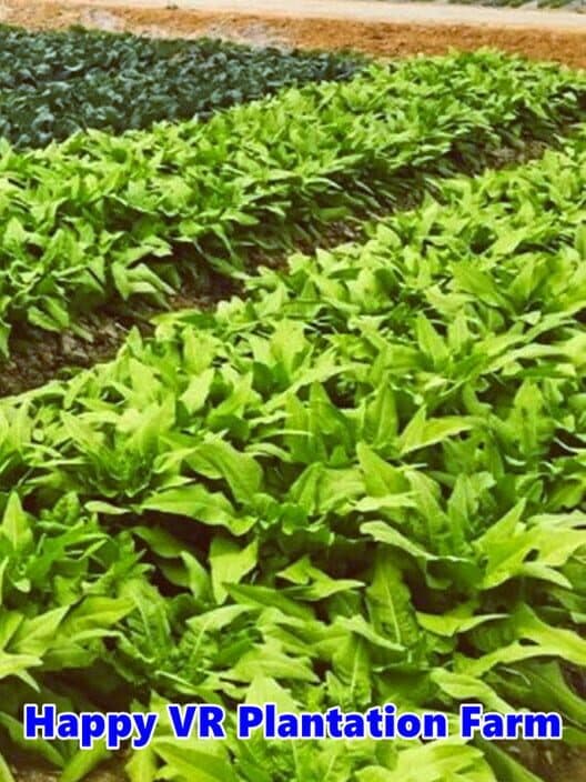 Обложка Happy VR Plantation Farm