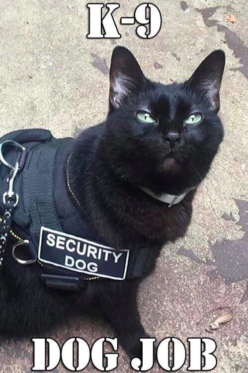 Обложка K-9 Dog Job