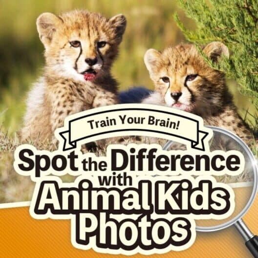 Обложка Train Your Brain! Spot the Difference with Animal Kids Photos