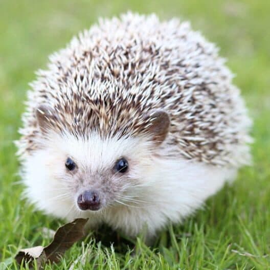 Обложка Hedgehog Pet