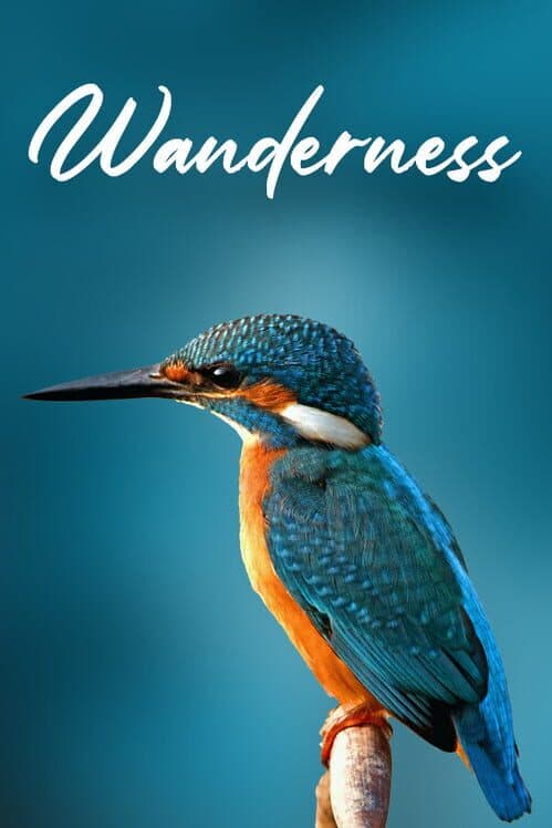Обложка Wanderness