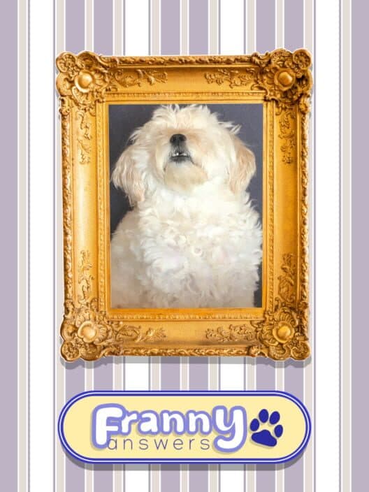 Обложка Franny Answers