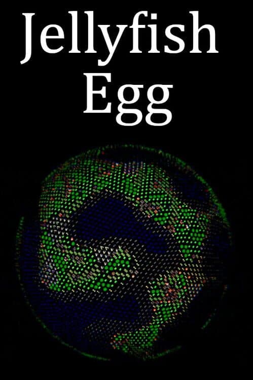 Обложка Jellyfish Egg