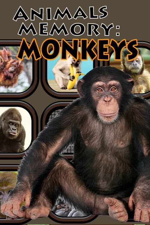 Обложка Animals Memory: Monkeys