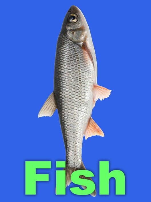 Обложка Fish