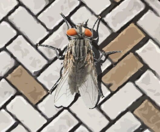 Обложка A Fly in the Array