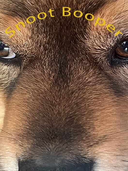Обложка Snoot Booper