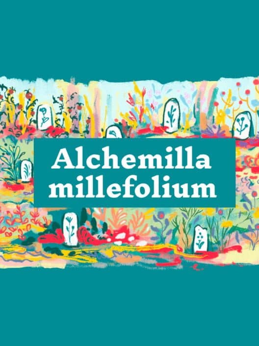 Обложка Alchemilla Millefolium