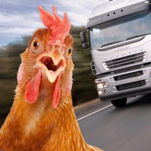 Обложка Chicken Royale