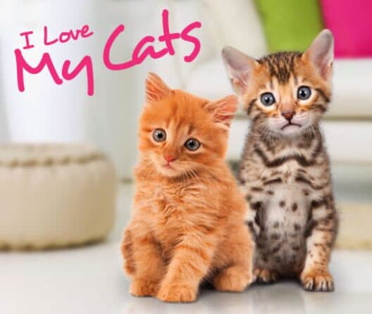 Обложка I Love my Cats