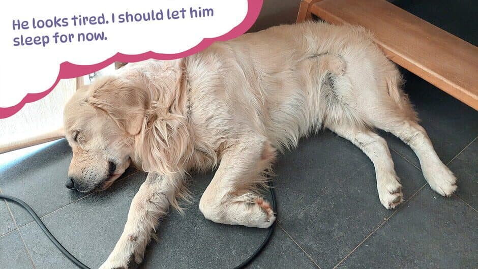 Скриншот 4 из Golden Retriever Simple Life