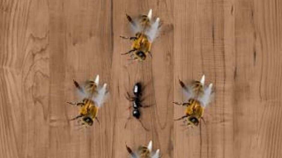 Скриншот 1 из Ant Smasher