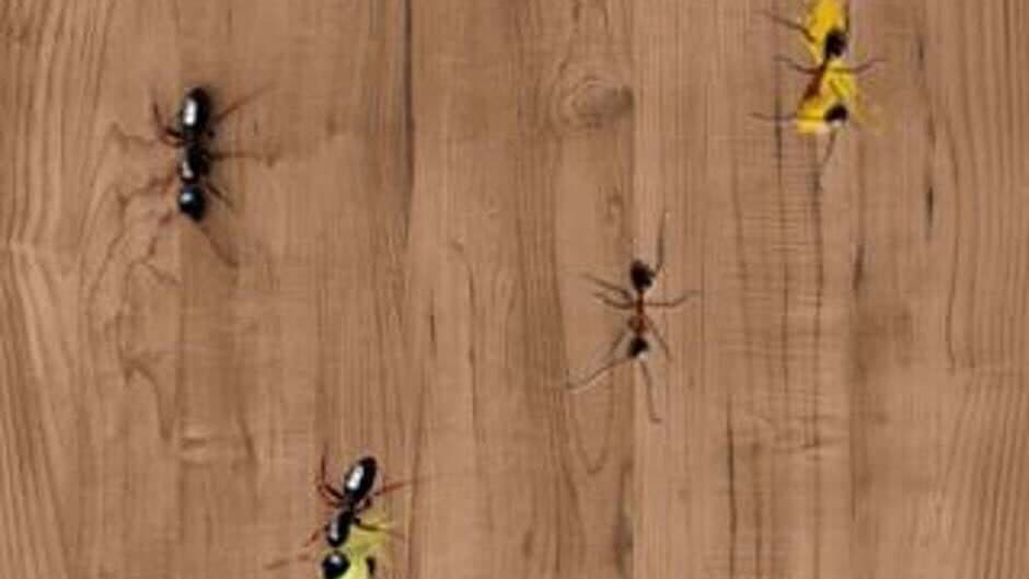 Скриншот 3 из Ant Smasher