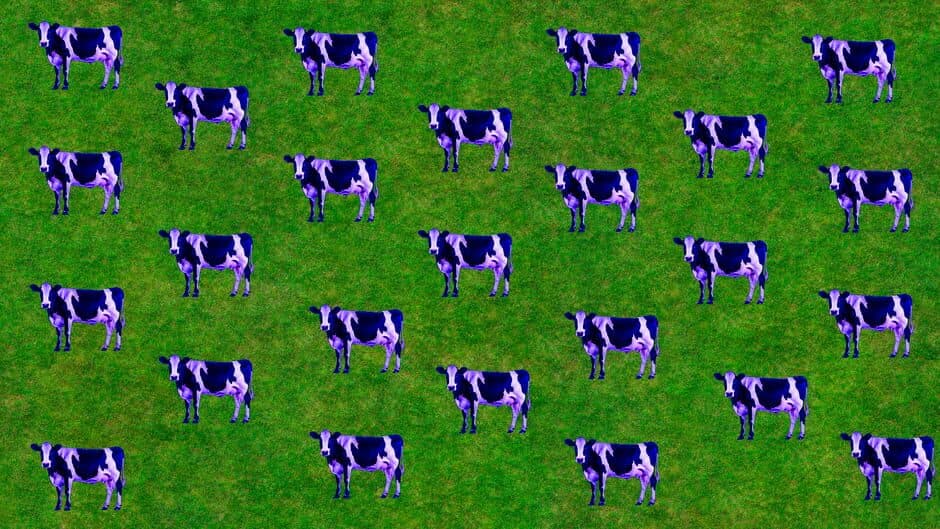 Скриншот 1 из Imagina que tienes 2 vacas