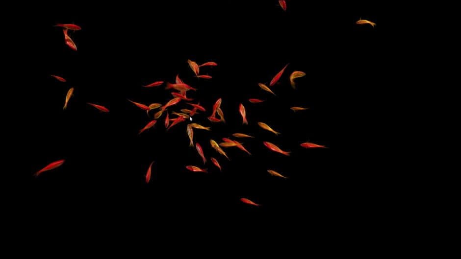 Скриншот 2 из Goldfish Simulator