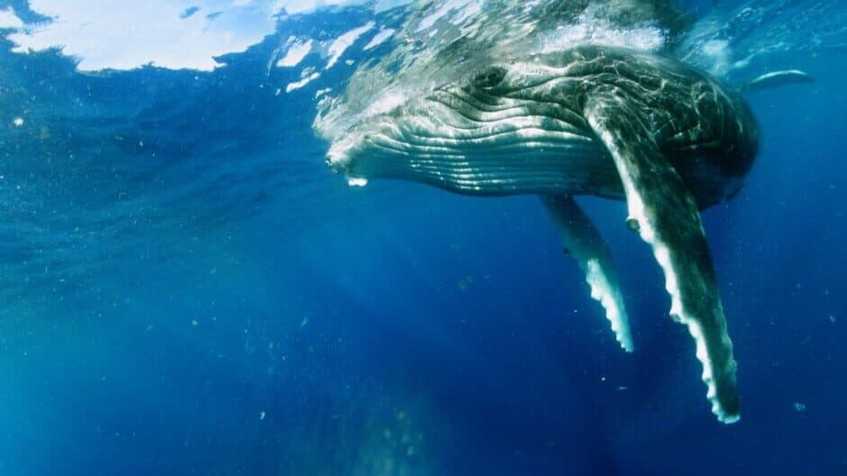 Скриншот 4 из Swimming with Humpbacks