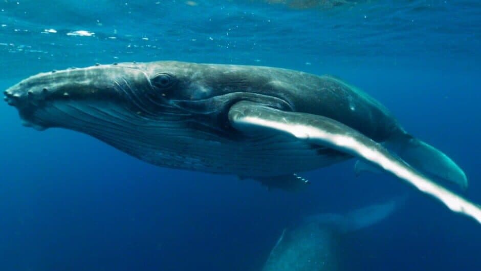 Скриншот 2 из Swimming with Humpbacks
