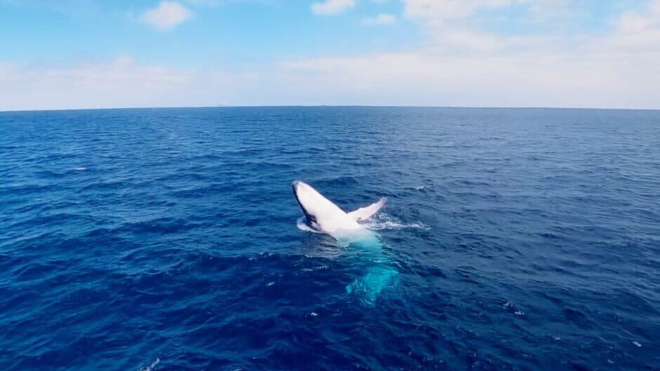 Скриншот 5 из Swimming with Humpbacks