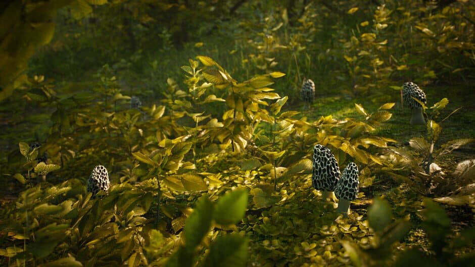 Скриншот 9 из Morels: The Hunt