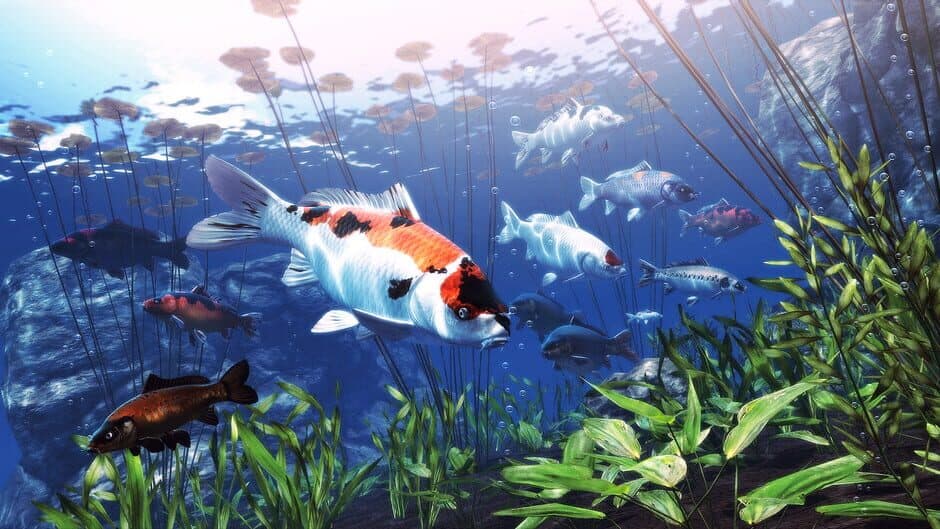 Скриншот 1 из My Koi