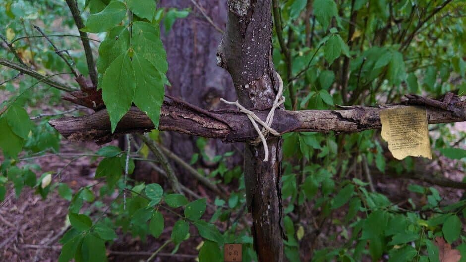 Скриншот 8 из Forgotten Forest: Eye of the Great One