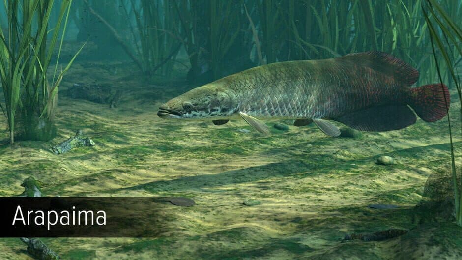 Скриншот 2 из Ultimate Fishing Simulator: Amazon River
