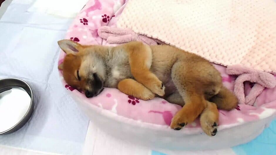 Скриншот 4 из Shiba Mekuri