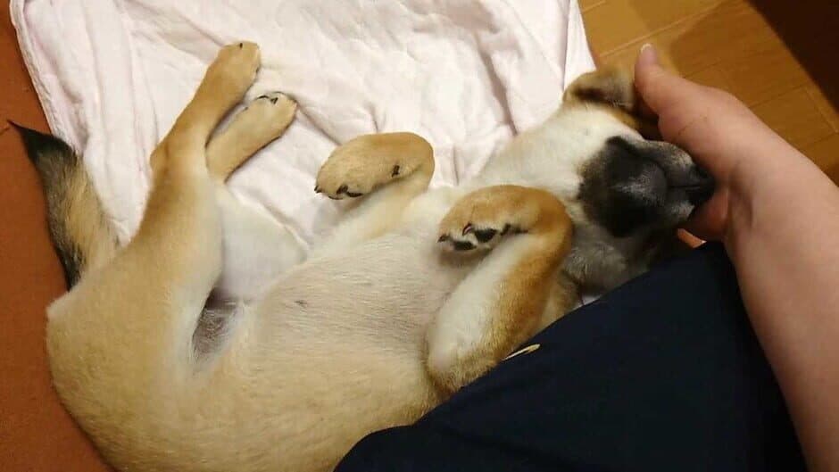 Скриншот 7 из Shiba Mekuri