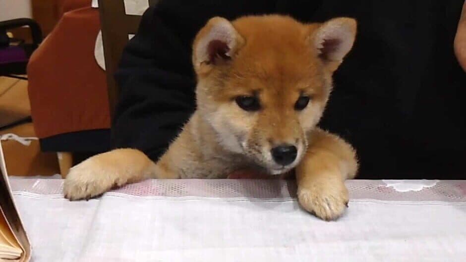 Скриншот 8 из Shiba Mekuri