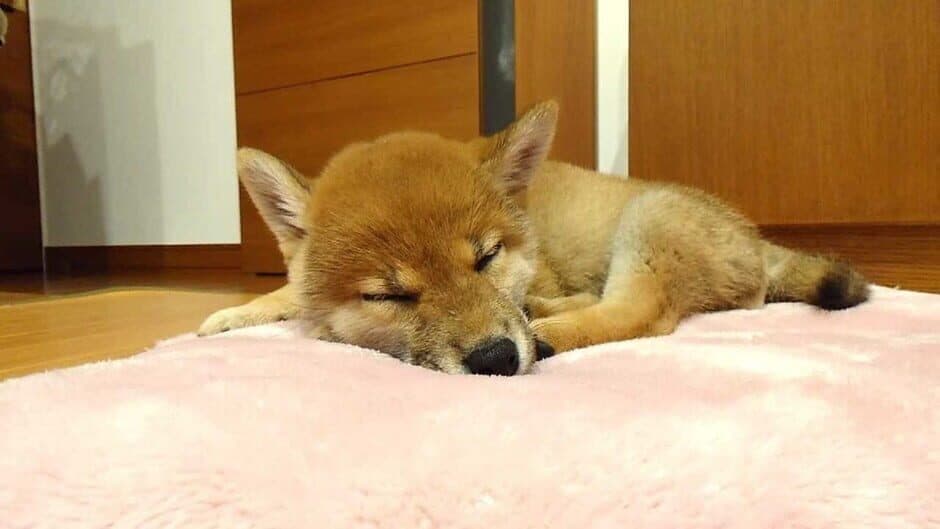 Скриншот 6 из Shiba Mekuri