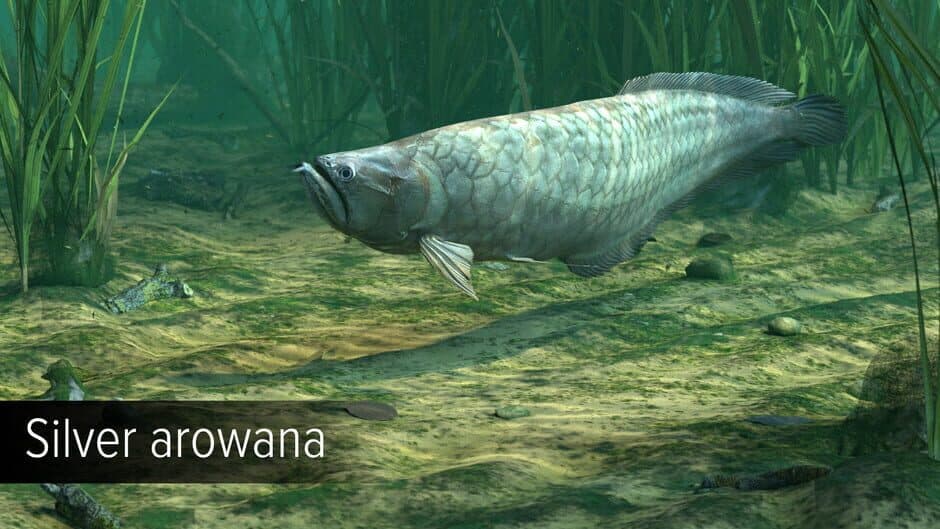Скриншот 6 из Ultimate Fishing Simulator VR: Amazon River