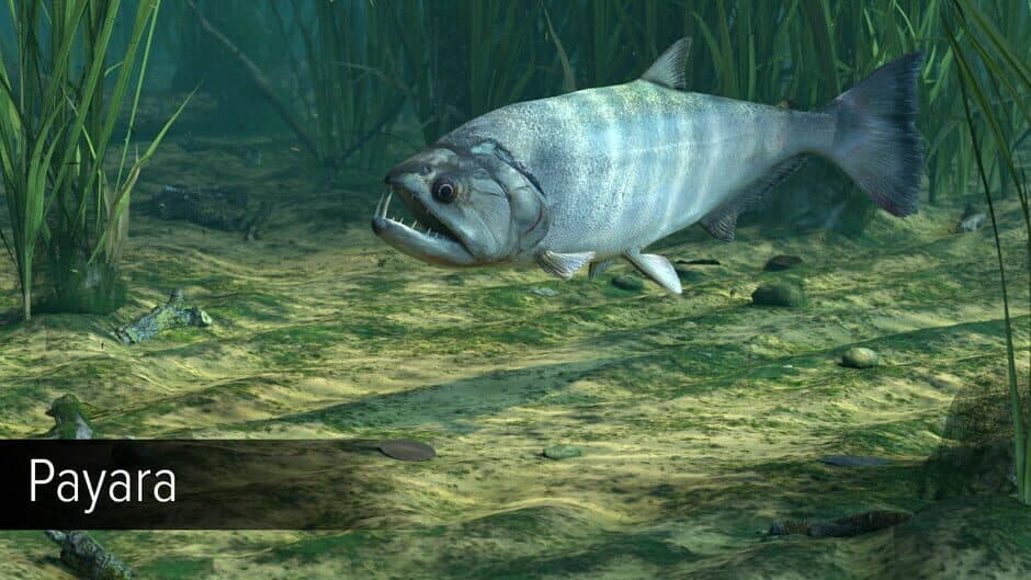 Скриншот 5 из Ultimate Fishing Simulator VR: Amazon River