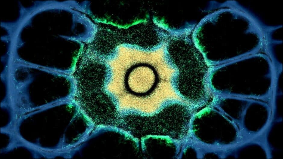 Скриншот 1 из Physarum: Slime Mold Simulator