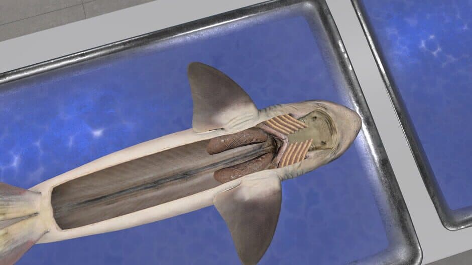 Скриншот 2 из Dissection Simulator: Dogfish Edition