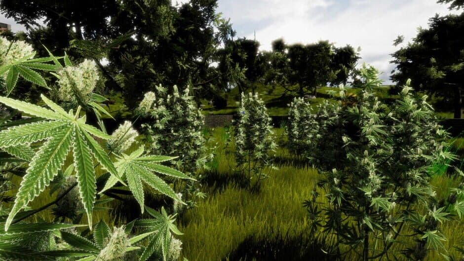 Скриншот 2 из Medicinal Herbs: Cannabis Grow Simulator