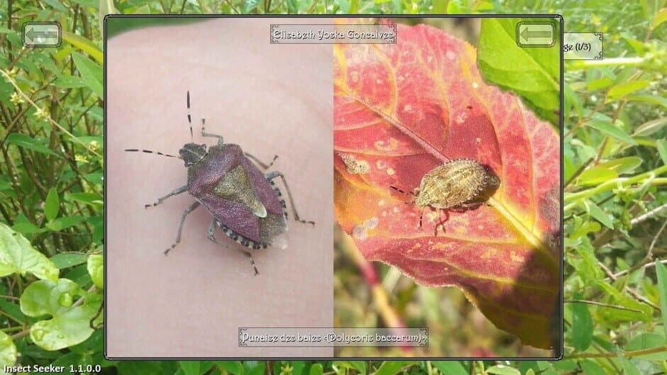 Скриншот 1 из Insect Seeker