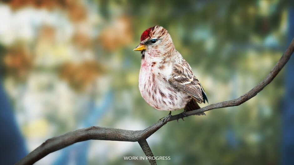 Скриншот 9 из Birding Simulator