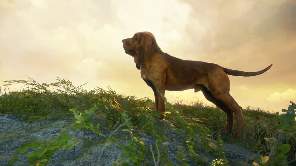 Скриншот 1 из TheHunter: Call of the Wild - Bloodhound