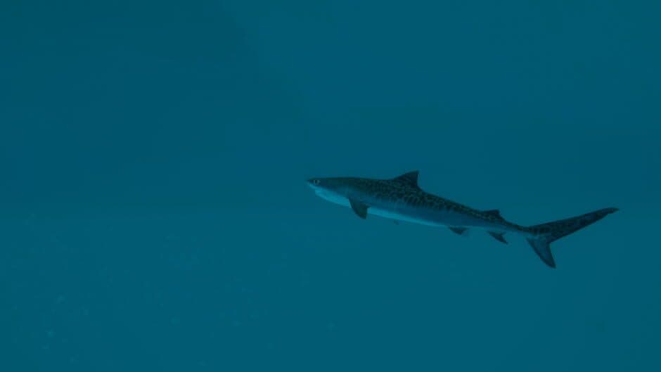 Скриншот 2 из Ultimate Fishing Simulator 2