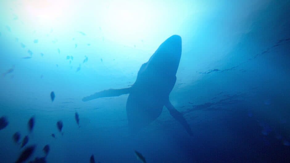 Скриншот 1 из Under the Waves