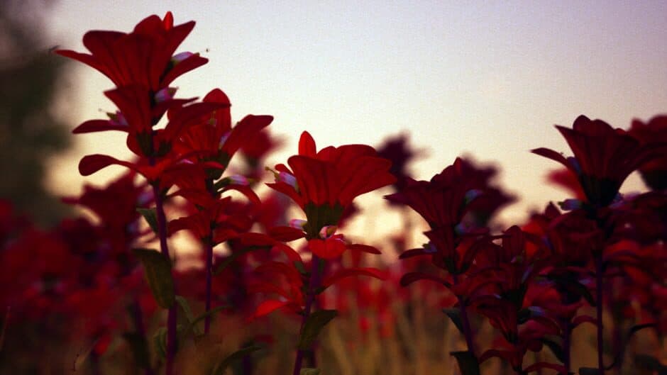 Скриншот 5 из Petals