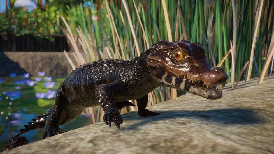 Скриншот 6 из Planet Zoo: Aquatic Pack
