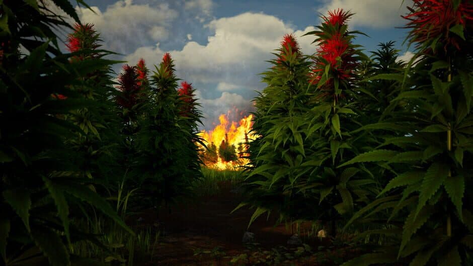 Скриншот 4 из Illegal Plantation