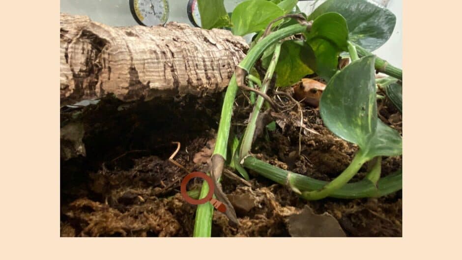 Скриншот 1 из Find-a-frog
