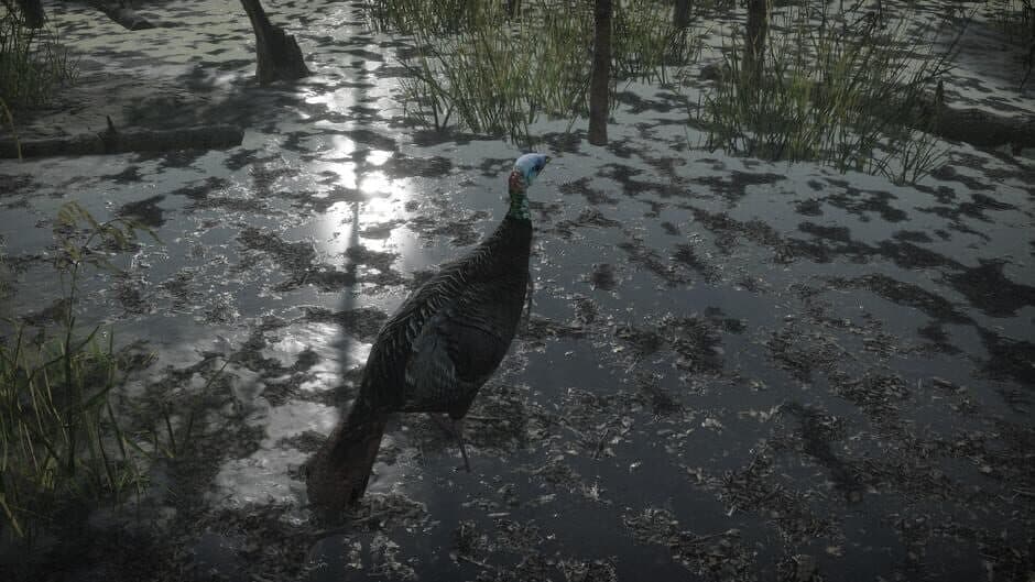 Скриншот 8 из Pro Turkey Hunting